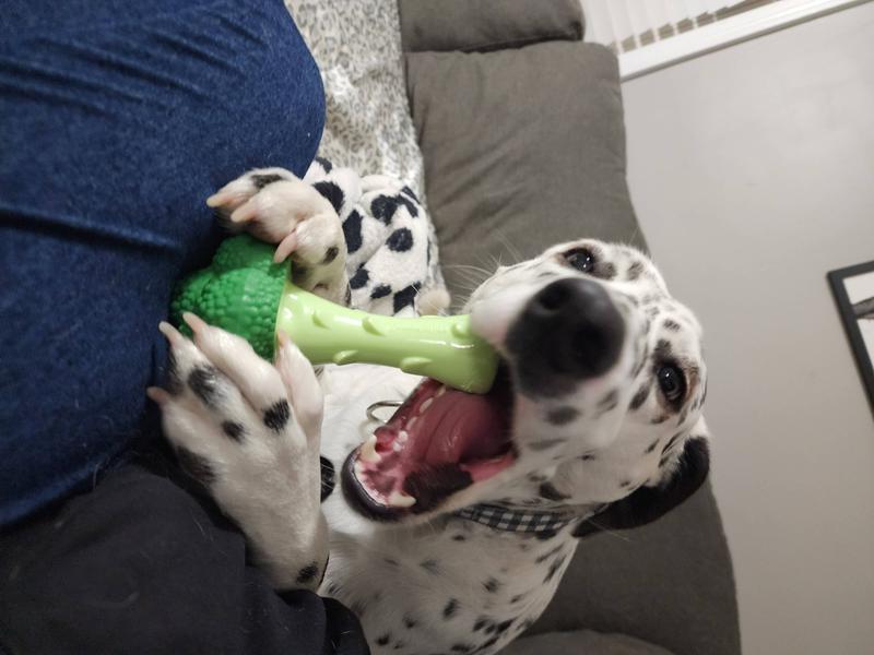 NYLABONE Power Chew Broccoli Dog Toy Bacon Cheese, Large