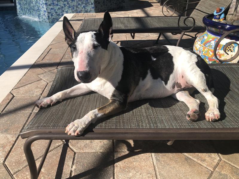 Rose is a beautiful English Bull Terrier.