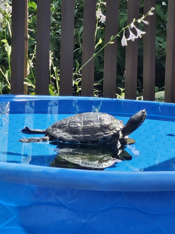 Tanning Turtle!