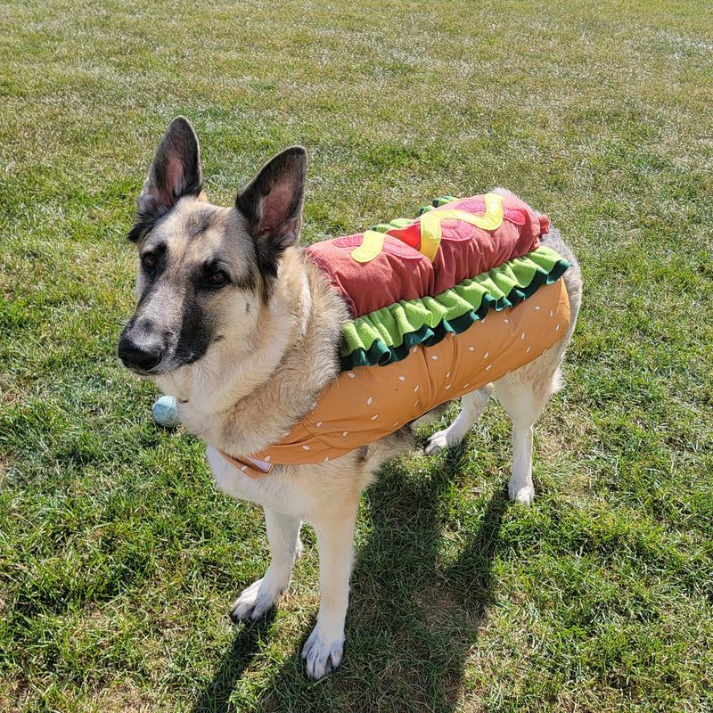 The hottest dog on the block