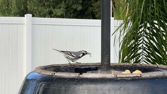 Happy bird!
