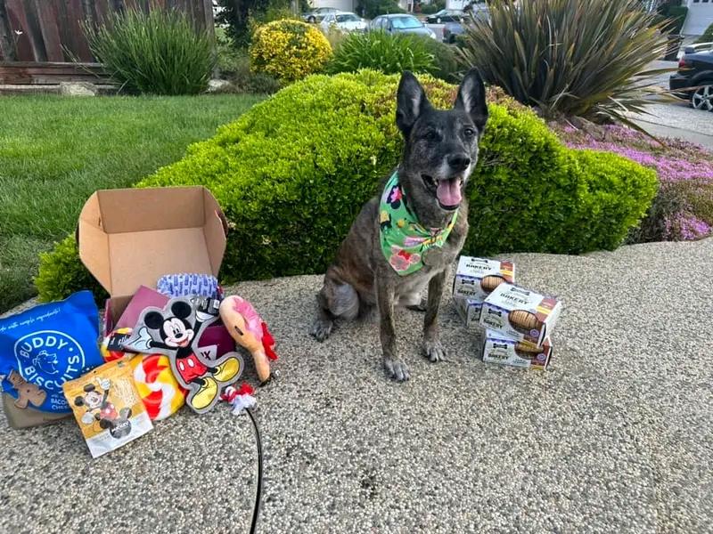 k9 Storm wearing the Disney bandana guarding all the gift cookies for the team