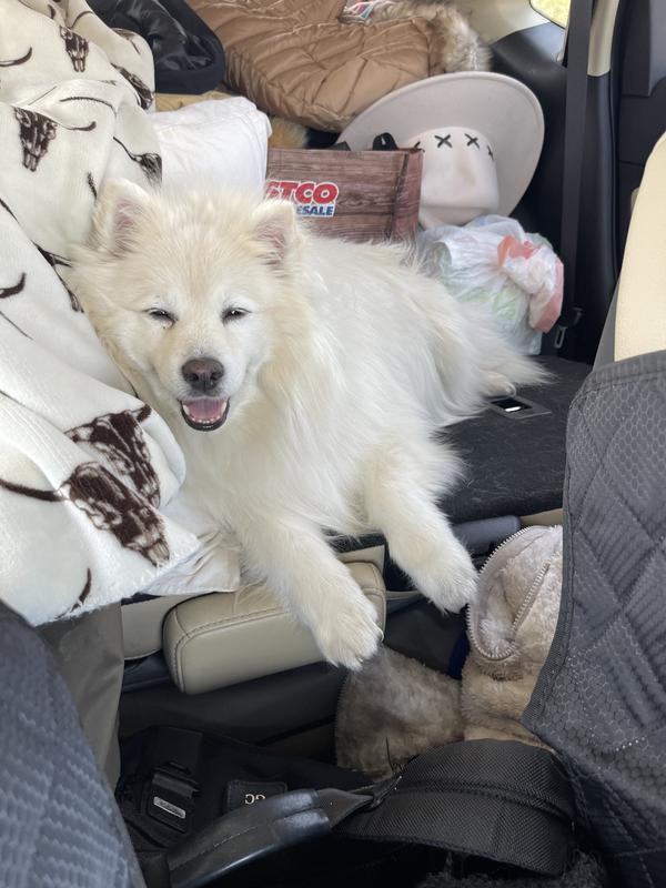 Rambo, 33 pound American Eskimo loves it !