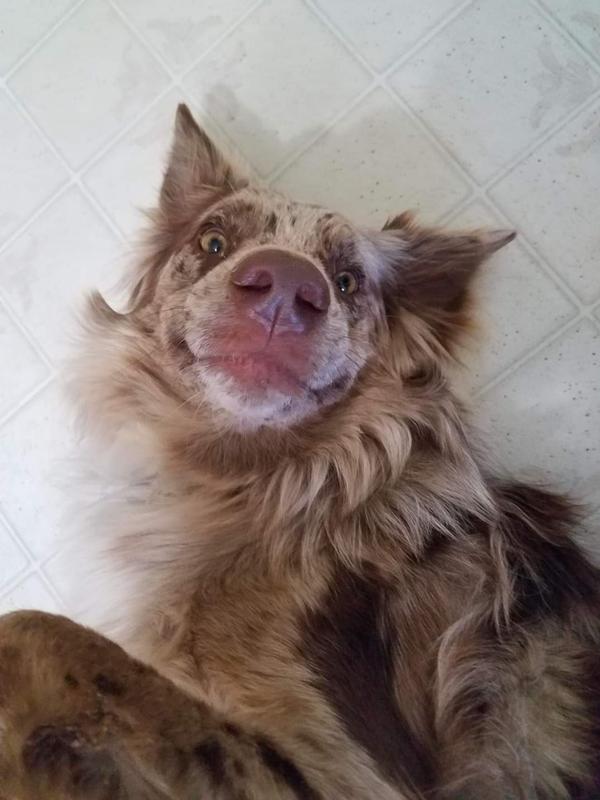 Chai is an Australian Shepherd/Brat mix LOL