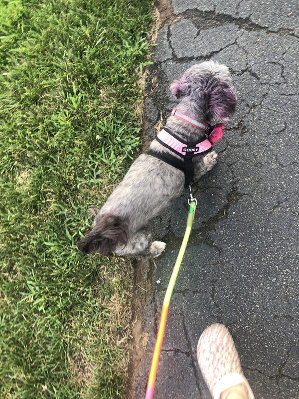 Lulu is 16 many that met her think she is a puppy. Sheba used to run on 3 legs now hardly ever.