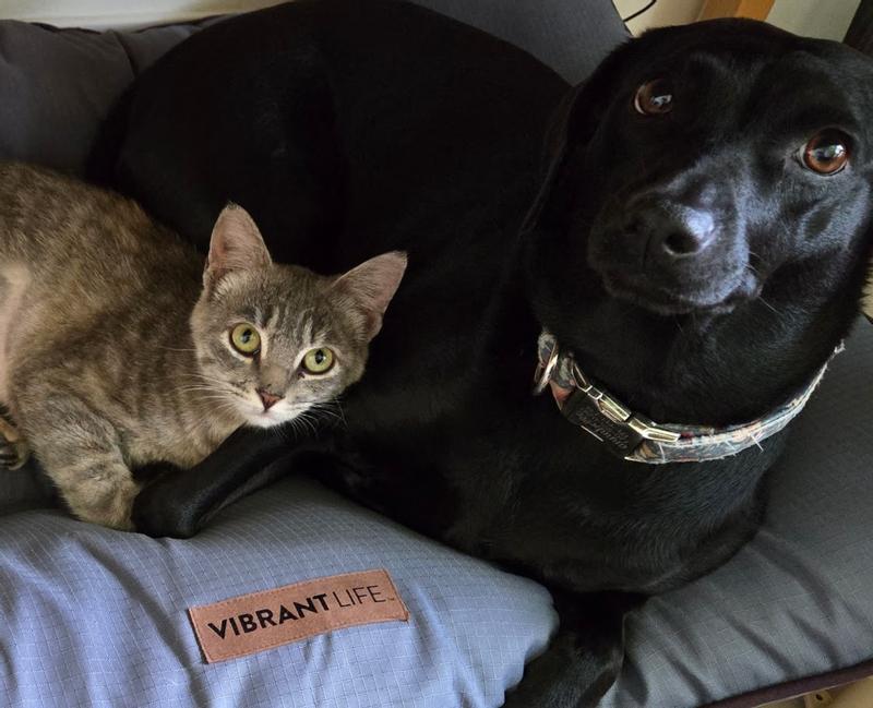 So calm she is chillin' with the dog