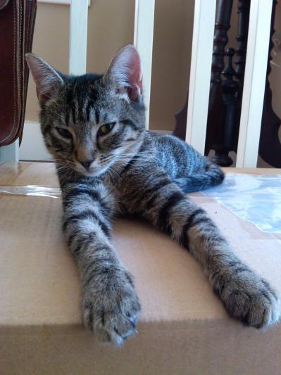 BabyCat