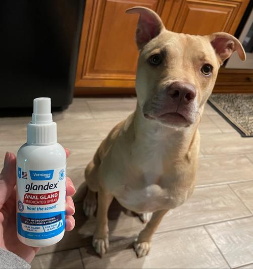 can i use lidocaine spray on my dog