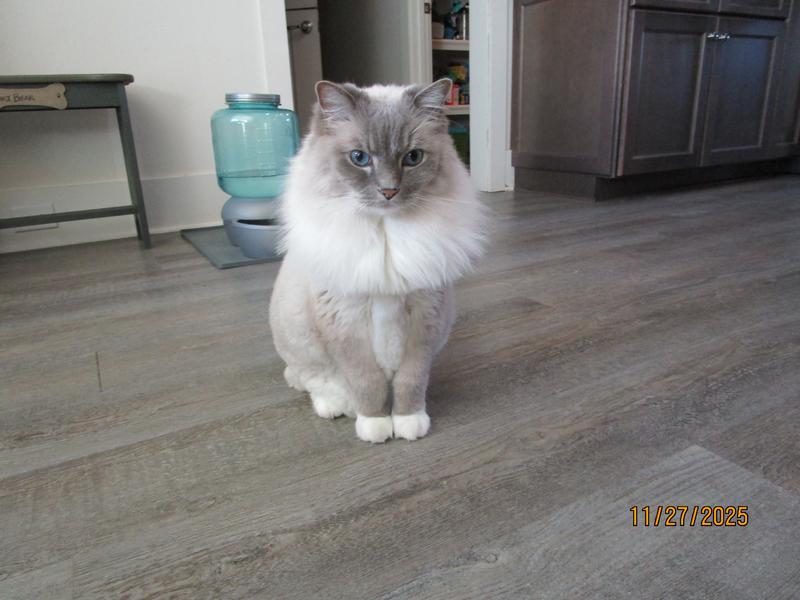 My big ragdoll boy that needs special kidney food