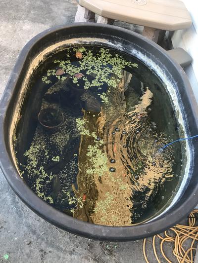 100g stock tank from tractor supply
