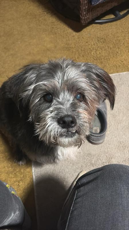 Percy my little love