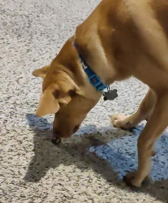 My dog Ace right before "brushing" his teeth