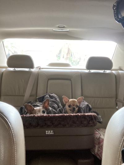 Pet Gear Dog & Cat Bucket Seat Booster