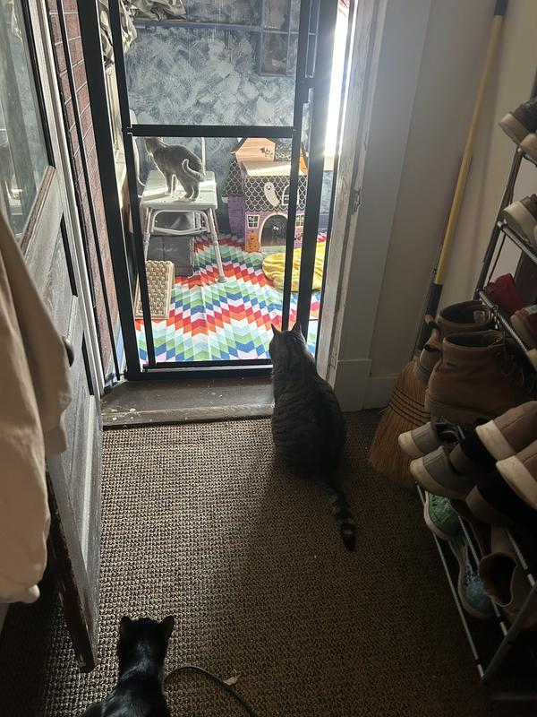 Two cats on one side of baby gate with quarantined cat on other side