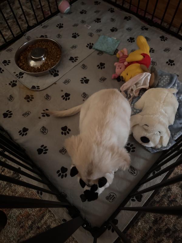 Kimber shaking her Moo Moo