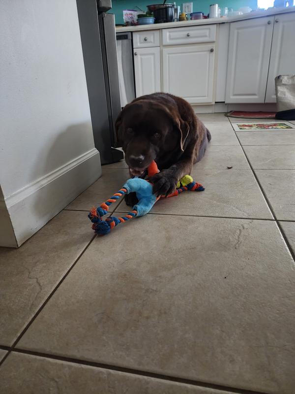 DISNEY Goofy Plush with Rope Squeaky Dog Toy - Chewy.com