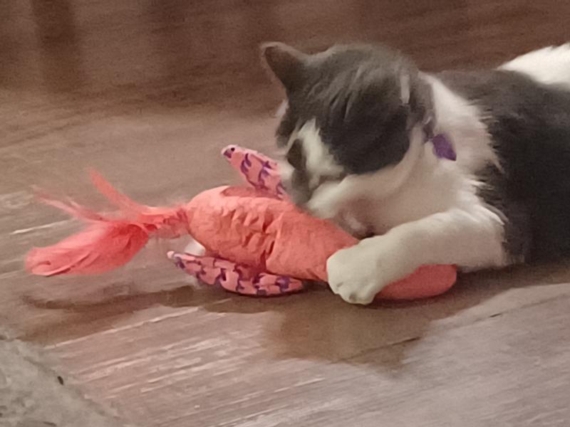 Jasper did bite it this one time, I haven't seen her getting this involved since.
