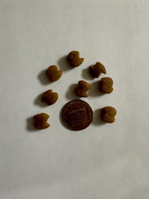 Size of food next to a penny for reference