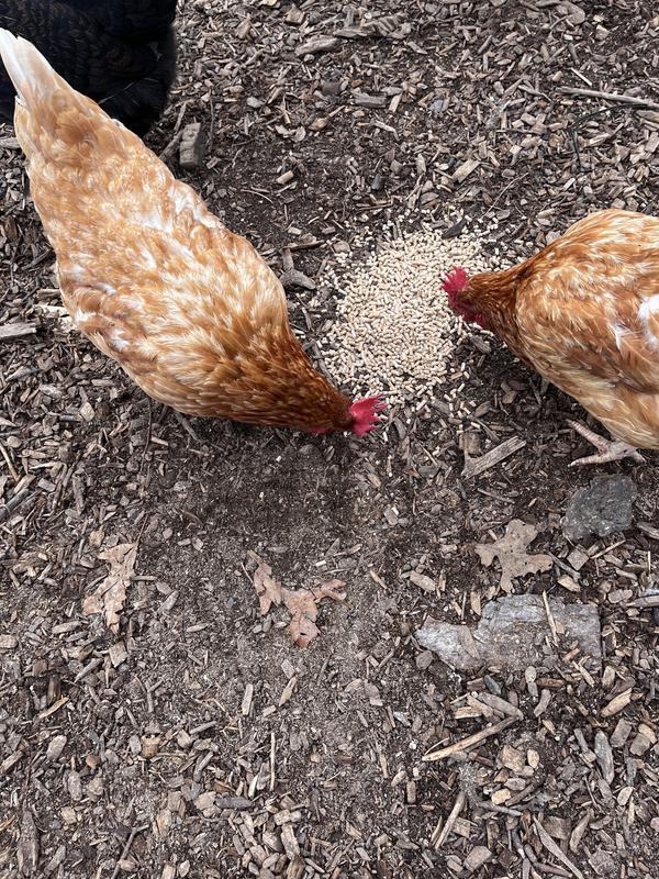 Took right to this feed