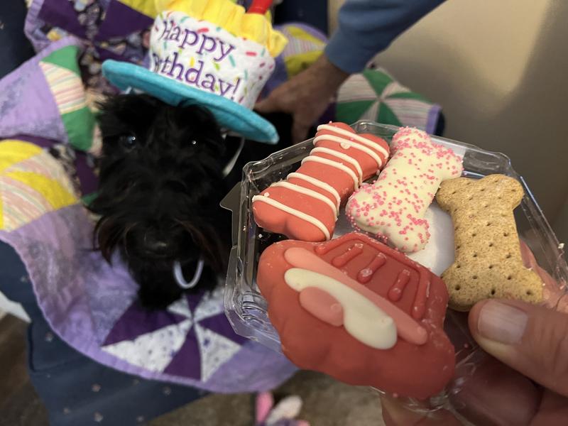 Such a happy birthday girl!! The birthday treats were loved by her and her sister!