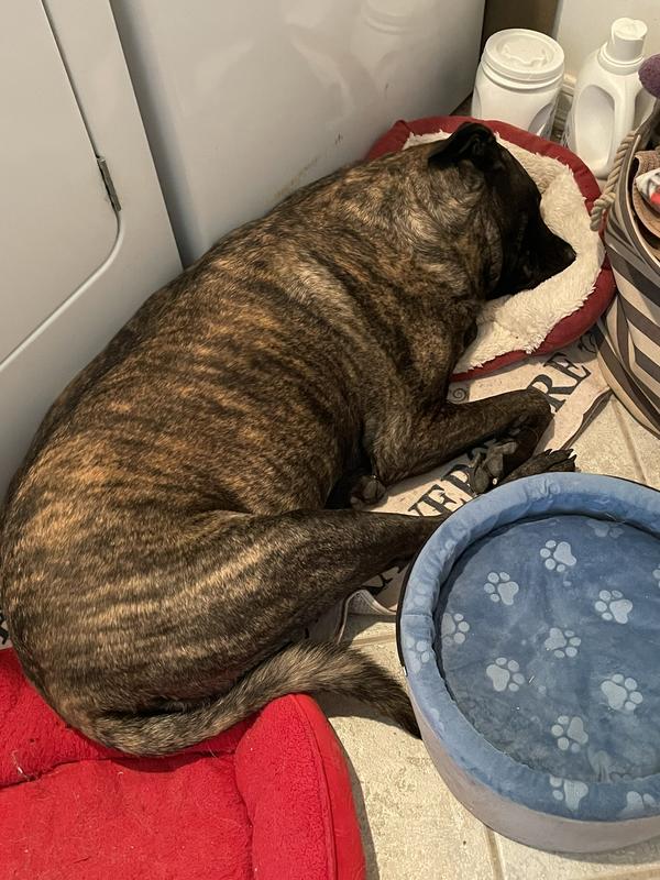 Paisley, napping after her two morning Gravy Bones