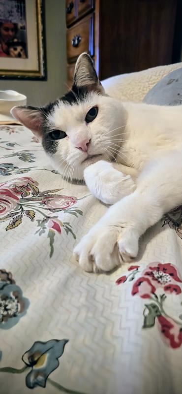 Relaxing effect of this grooming brush