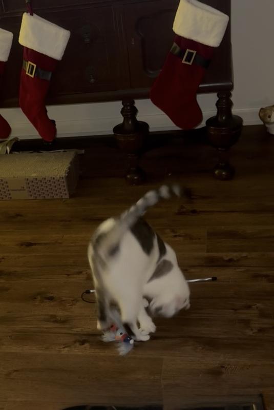 Sunshine and Moonshine showing the blue bird who's boss🐾🐾