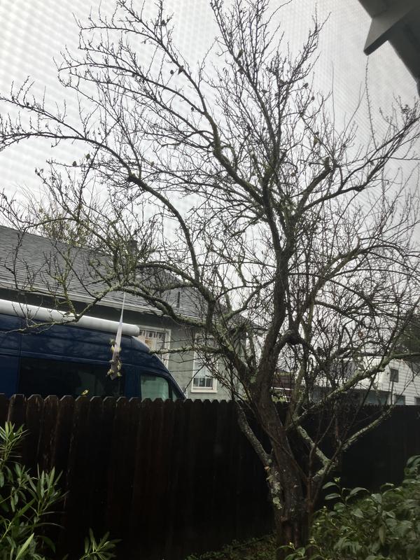 Dozens more in the tree!