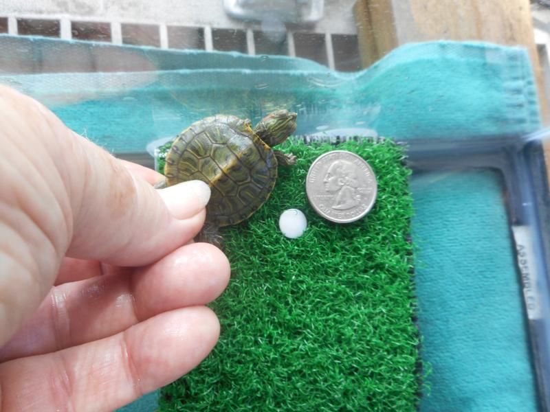 Tiny rescue in need of food.