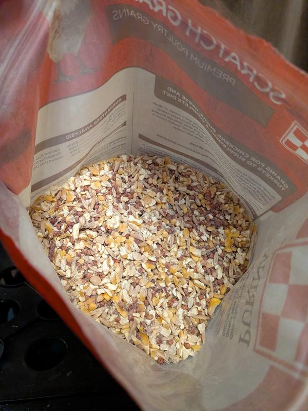 Purina Scratch Grains Poultry Feed, 50-lb bag - Chewy.com
