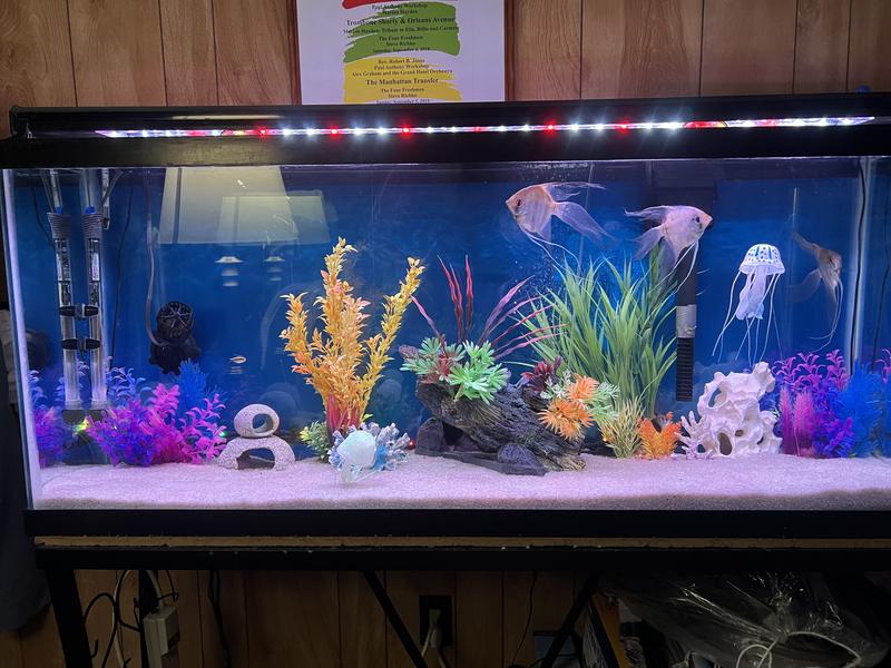 My tropical fish tank