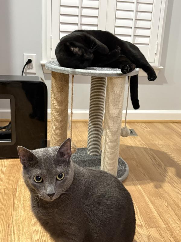 Senior cat Marvin has priority while Thomas waits.