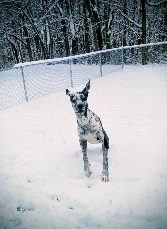Tobias playing in the snow last week