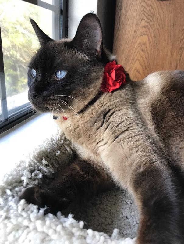 METHIMAZOLE (Generic) Tablets for Cats, 120 tablets, 5mg