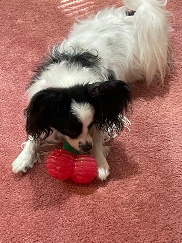 Cherries with my 8 lb papillon