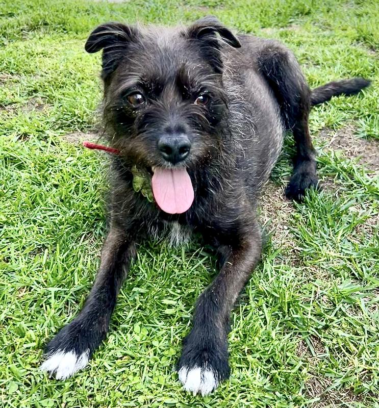 The pup who 'donated' his DNA.