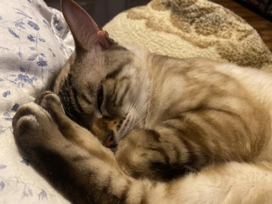 Nap time Made by Nacho