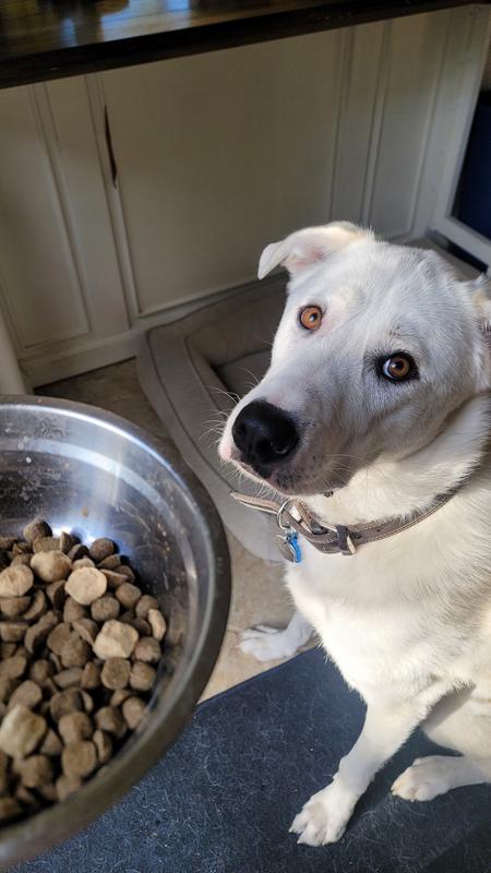 Eagerly awaiting a special meal.