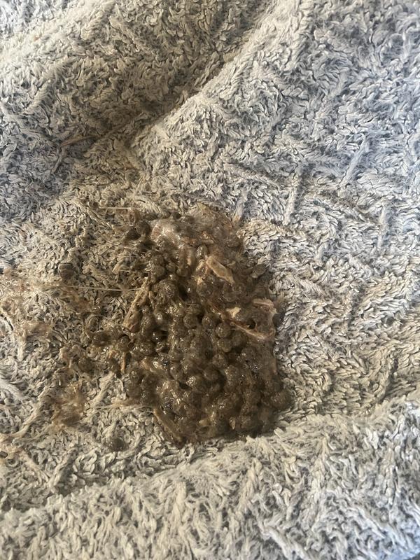 Vomited within minutes