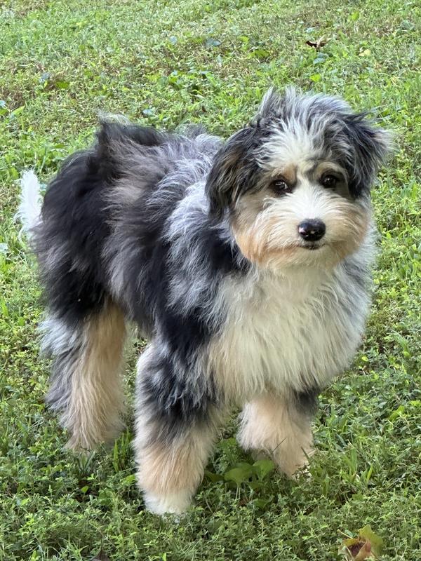 One Happy Aussiedoodle!!