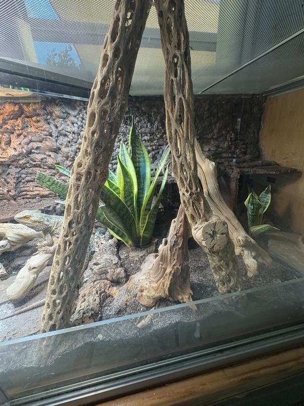 Two cholla wood pieces leaning on each other