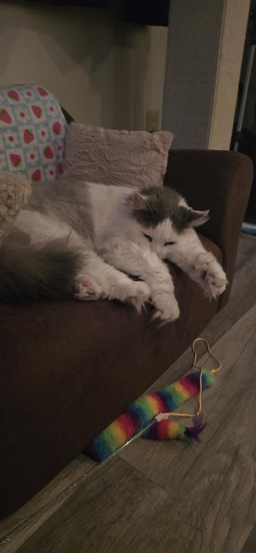 Peach sleeping hard after playing hard on her couch.