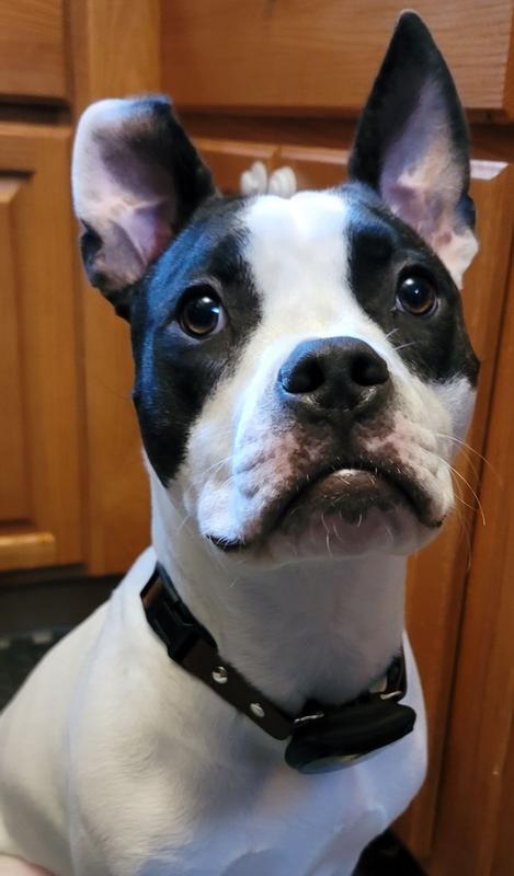 Our 10 month old Amstaff mix posing with his collar