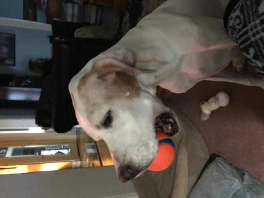 Even Ms Money likes these.  She never played with balls before now.