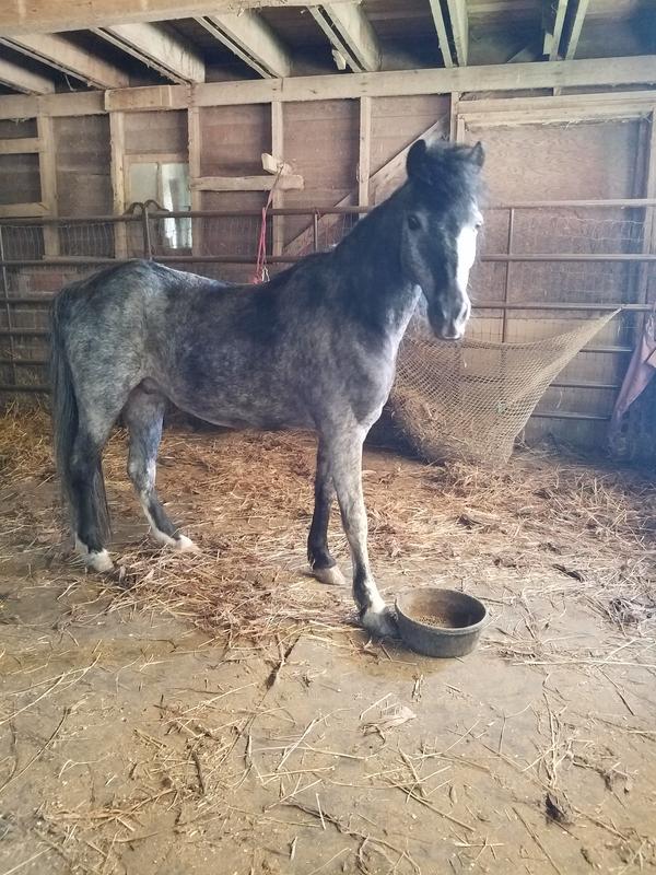 Smokey with his bowl of pellets.  He initially didn't think much of the flavor, but later decided he likes them.