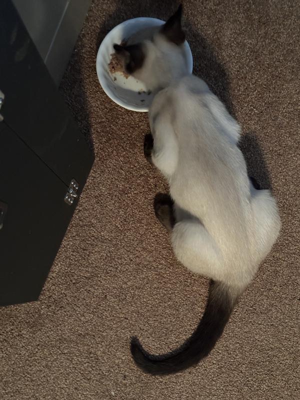 Very content eater