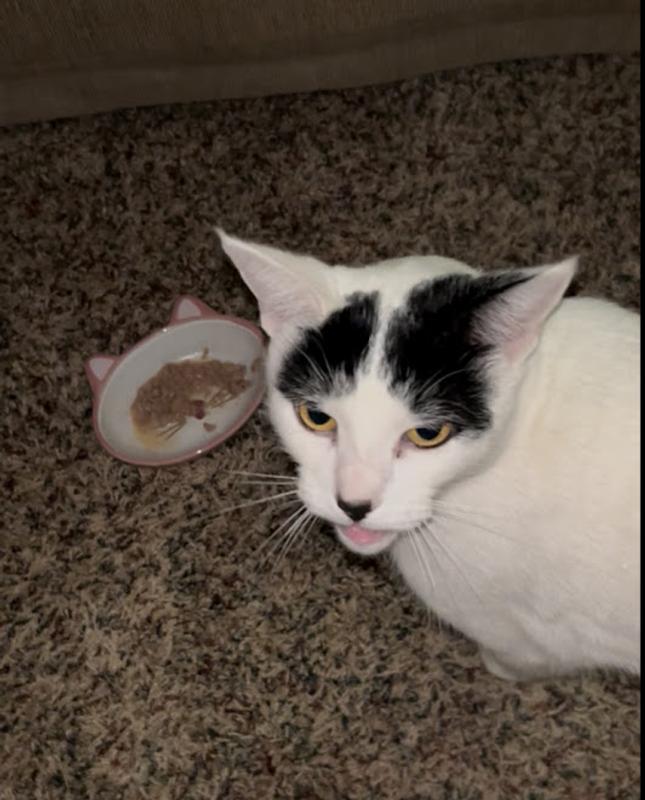 Domino woiuldn't try this food and just looked at me and cried