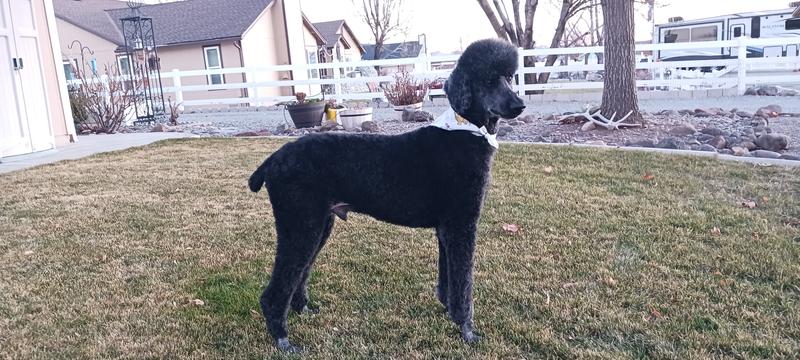 A "farm clip" from the groomer. :)