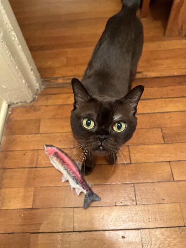 Moving in for the bunny kick