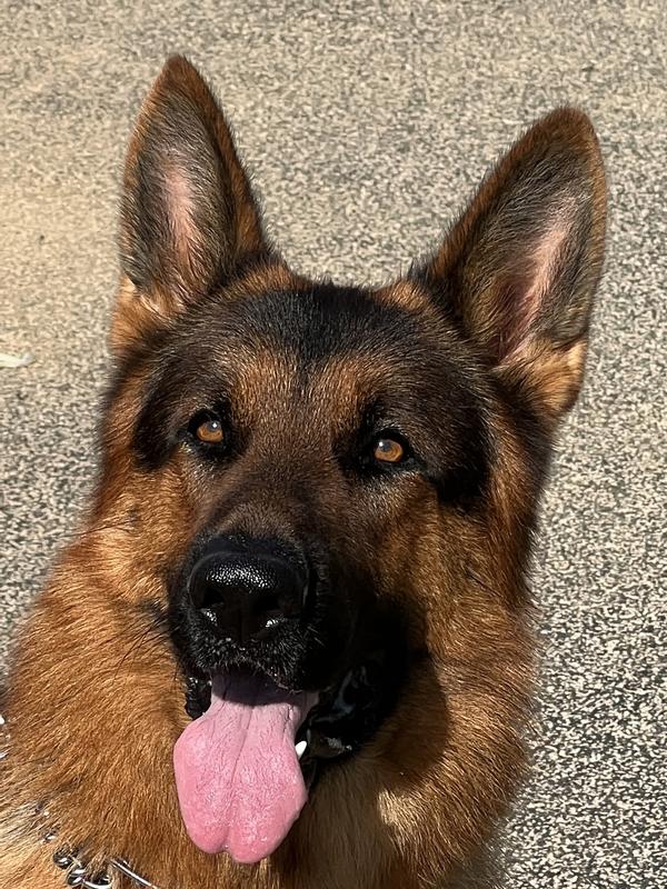 Trooper von der Head Start GS